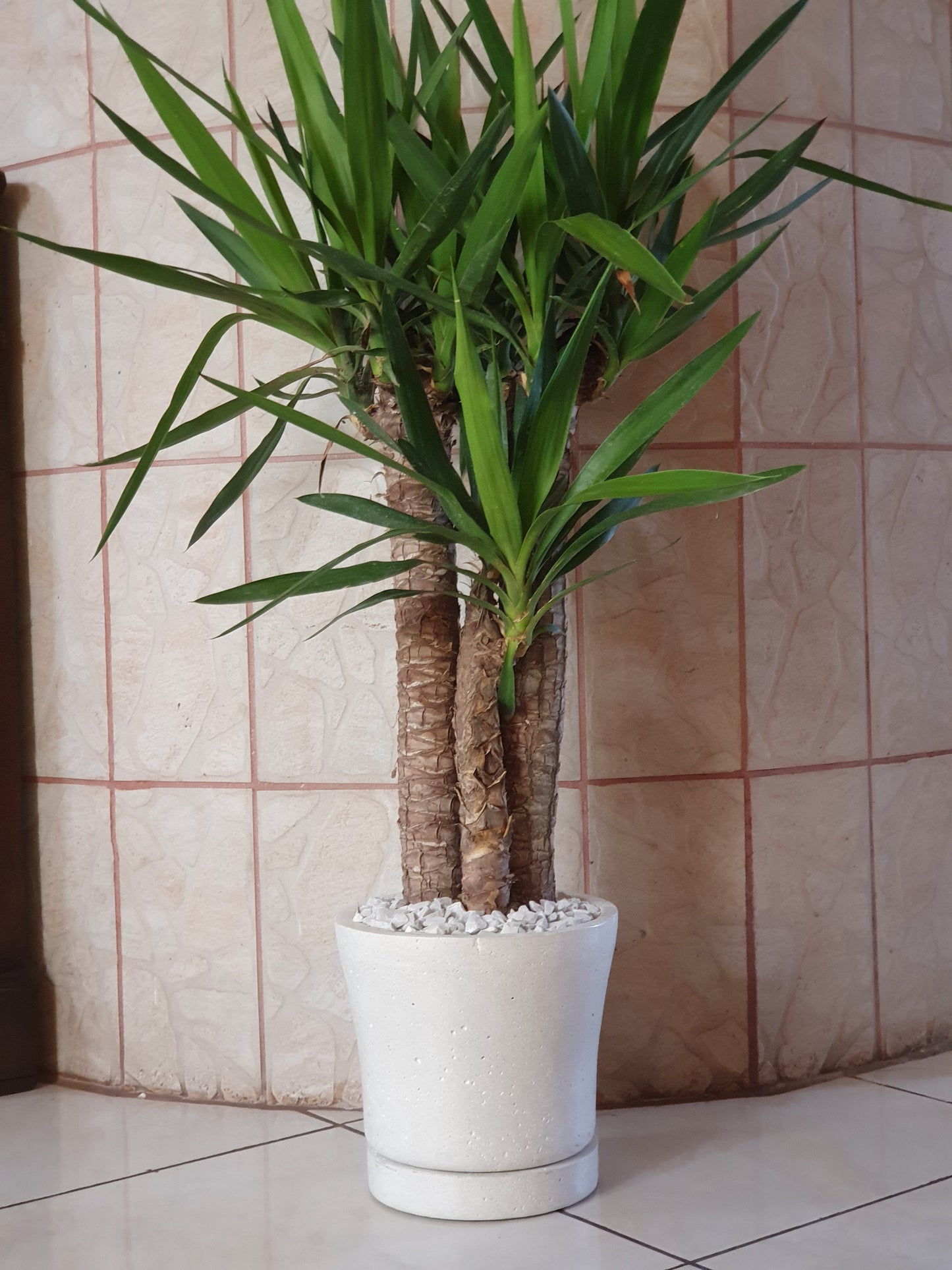 Árbol de Yucca Comun