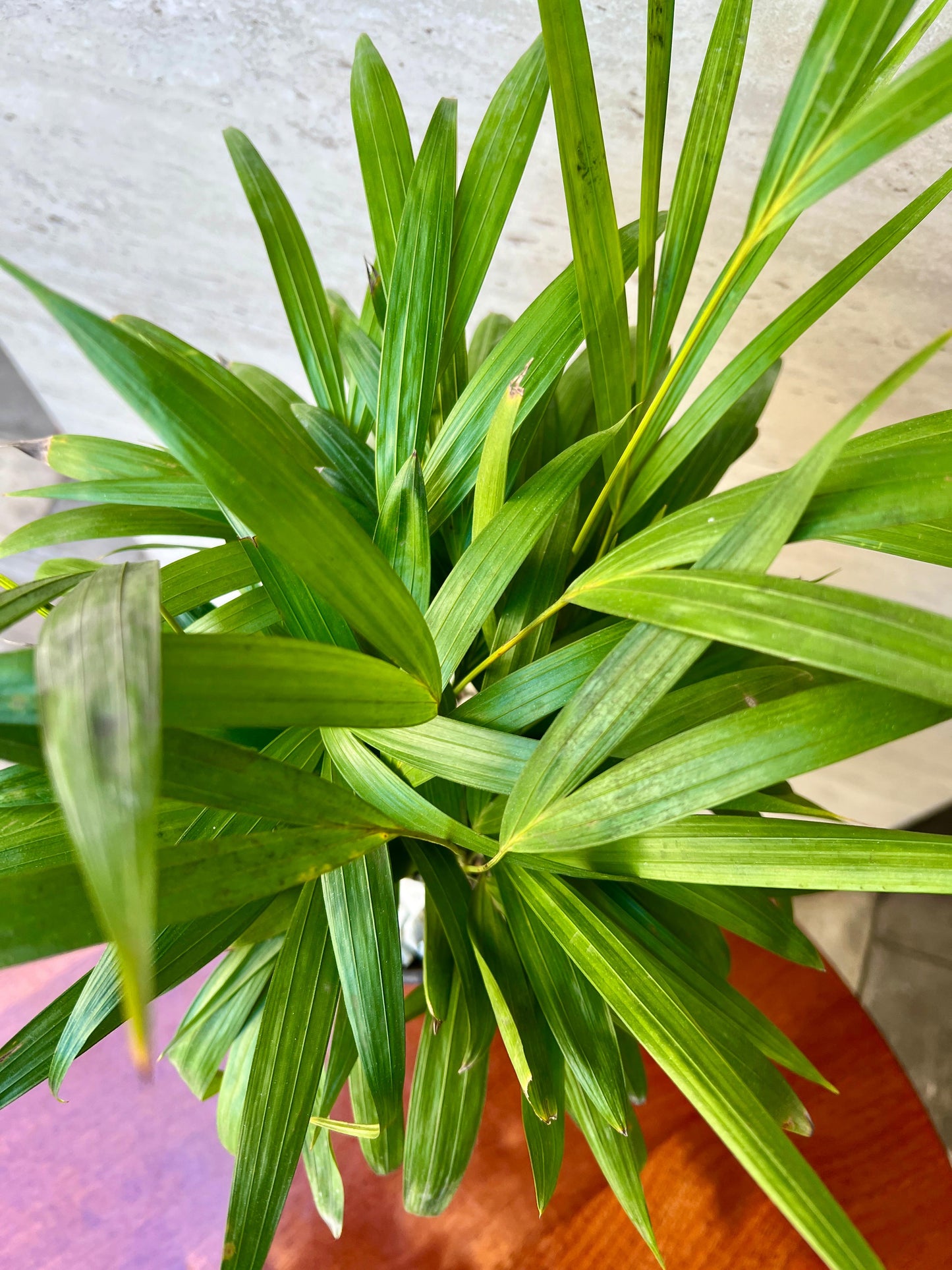 Palmera Areca