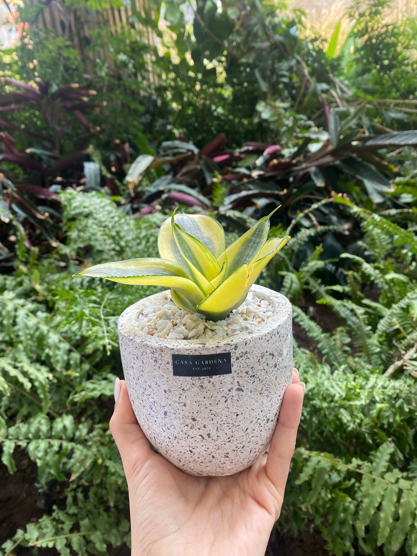 Cup
