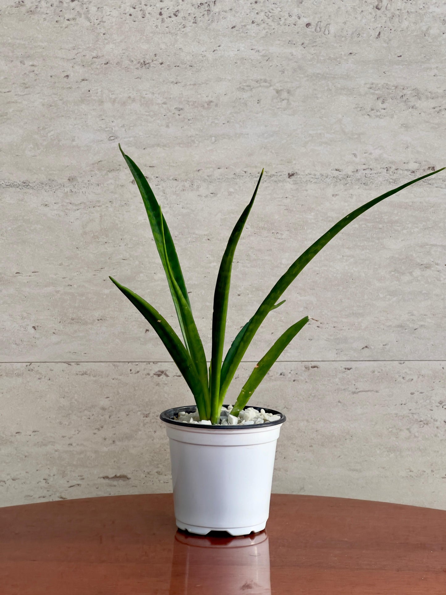 Doneri Verde