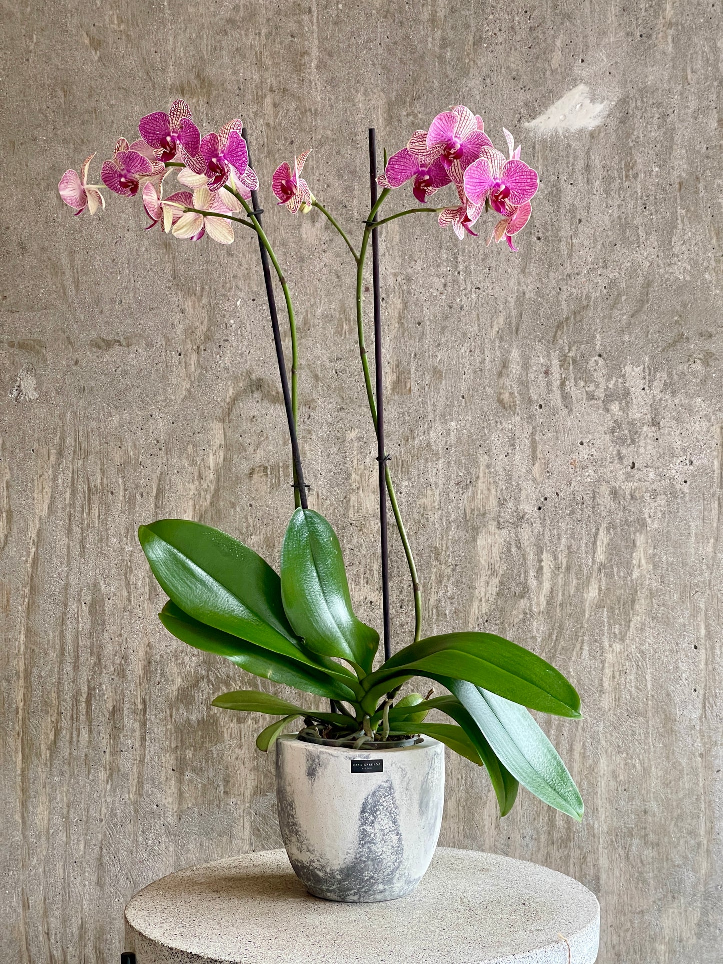 Orquídea Mariposa