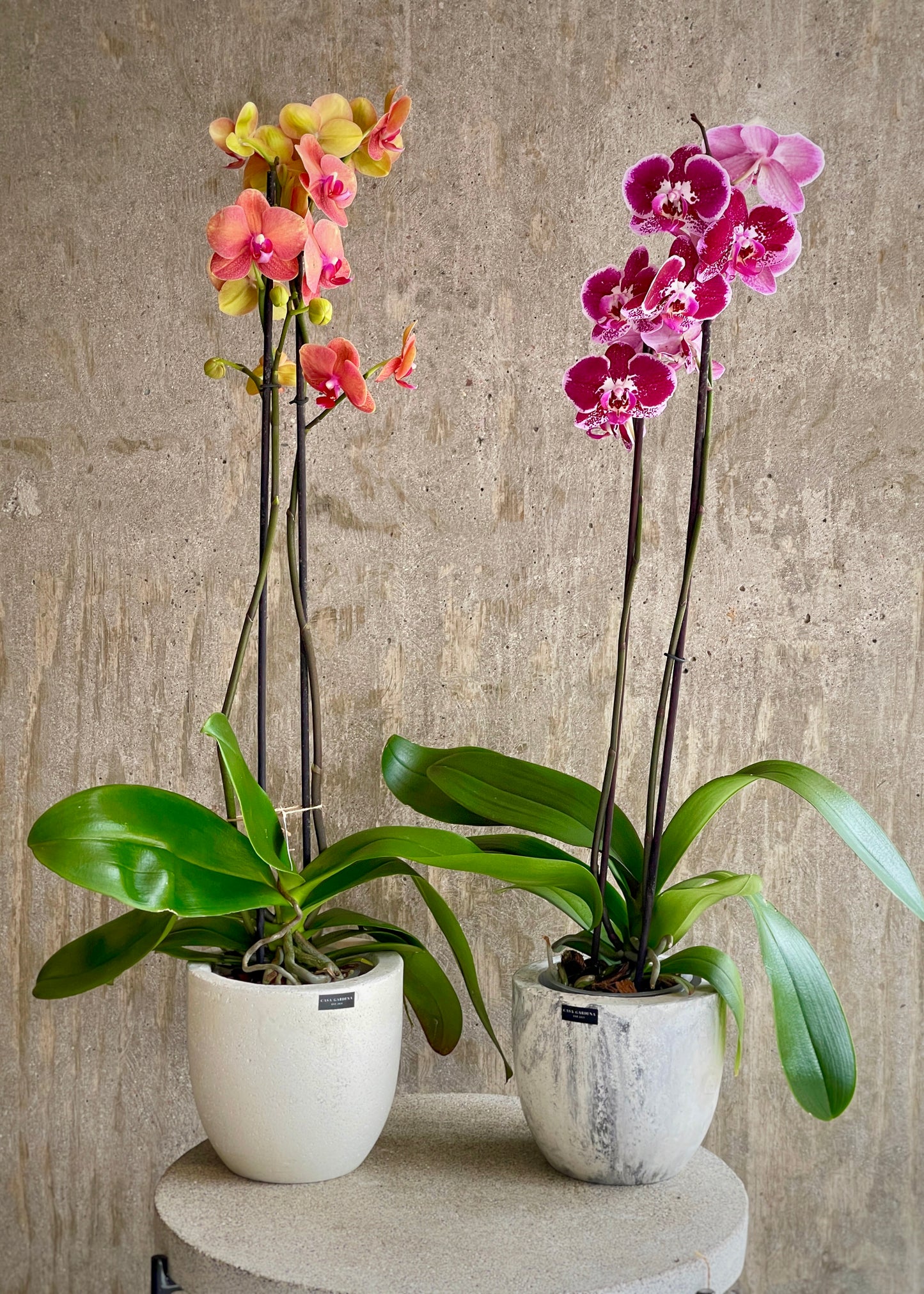 Orquídea Mariposa