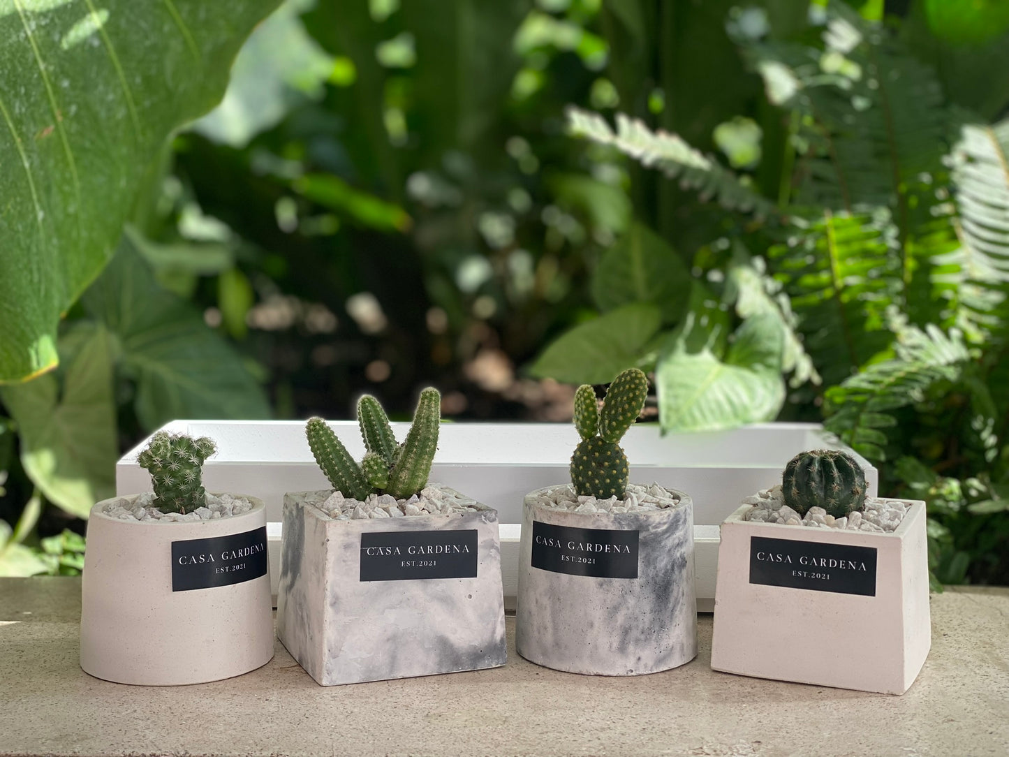 Cactus Variado