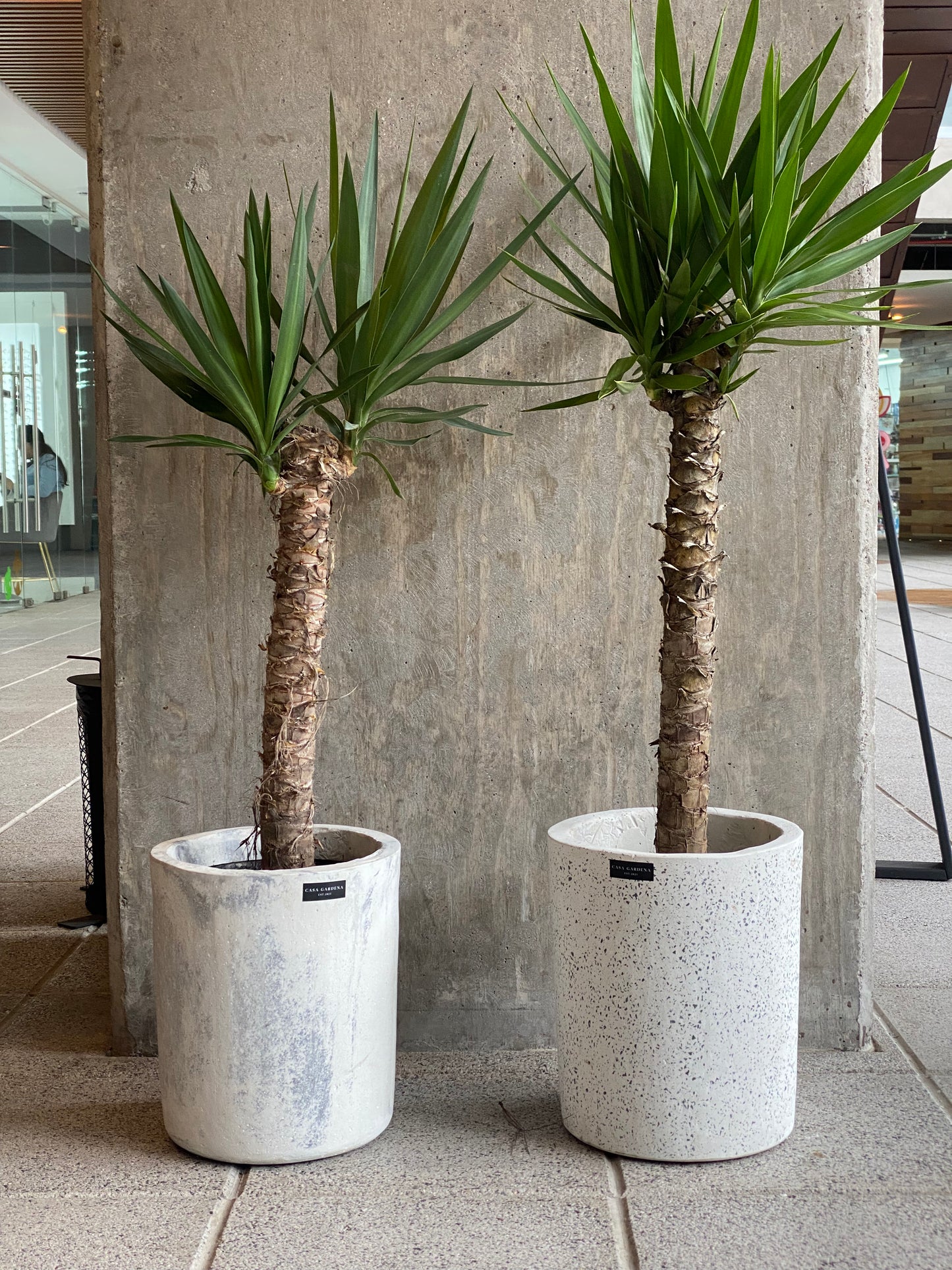 Árbol de Yucca Comun