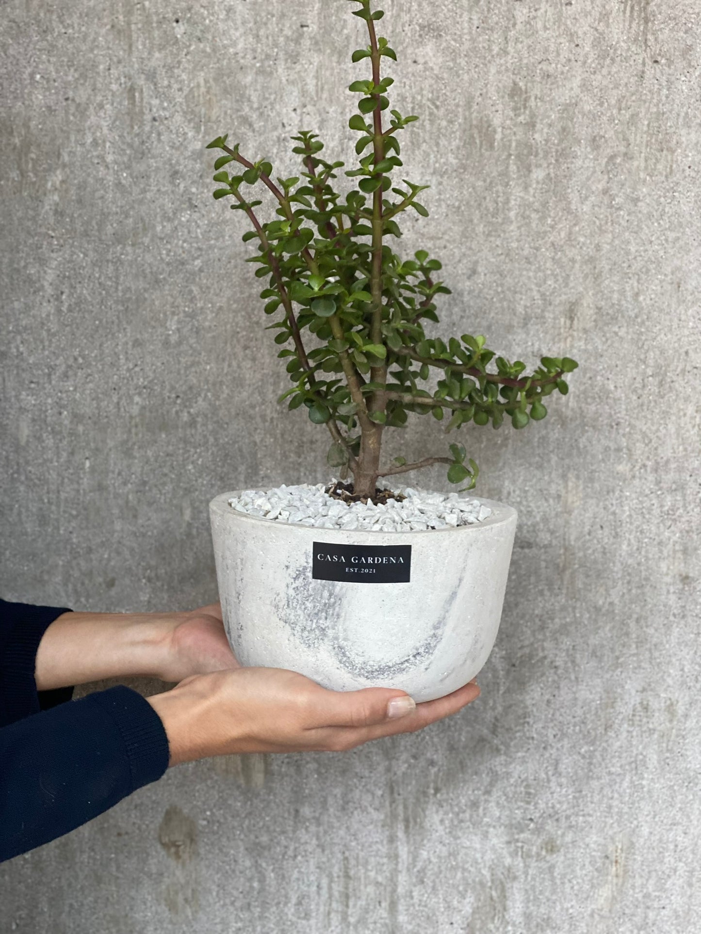 Mezzo Pot
