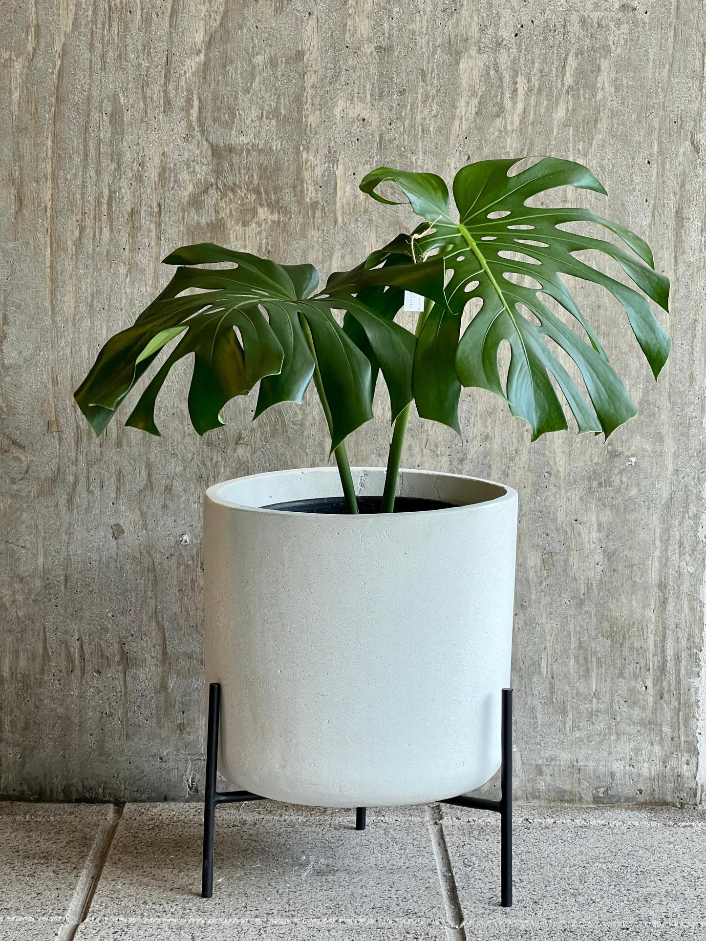 Monstera Deliciosa