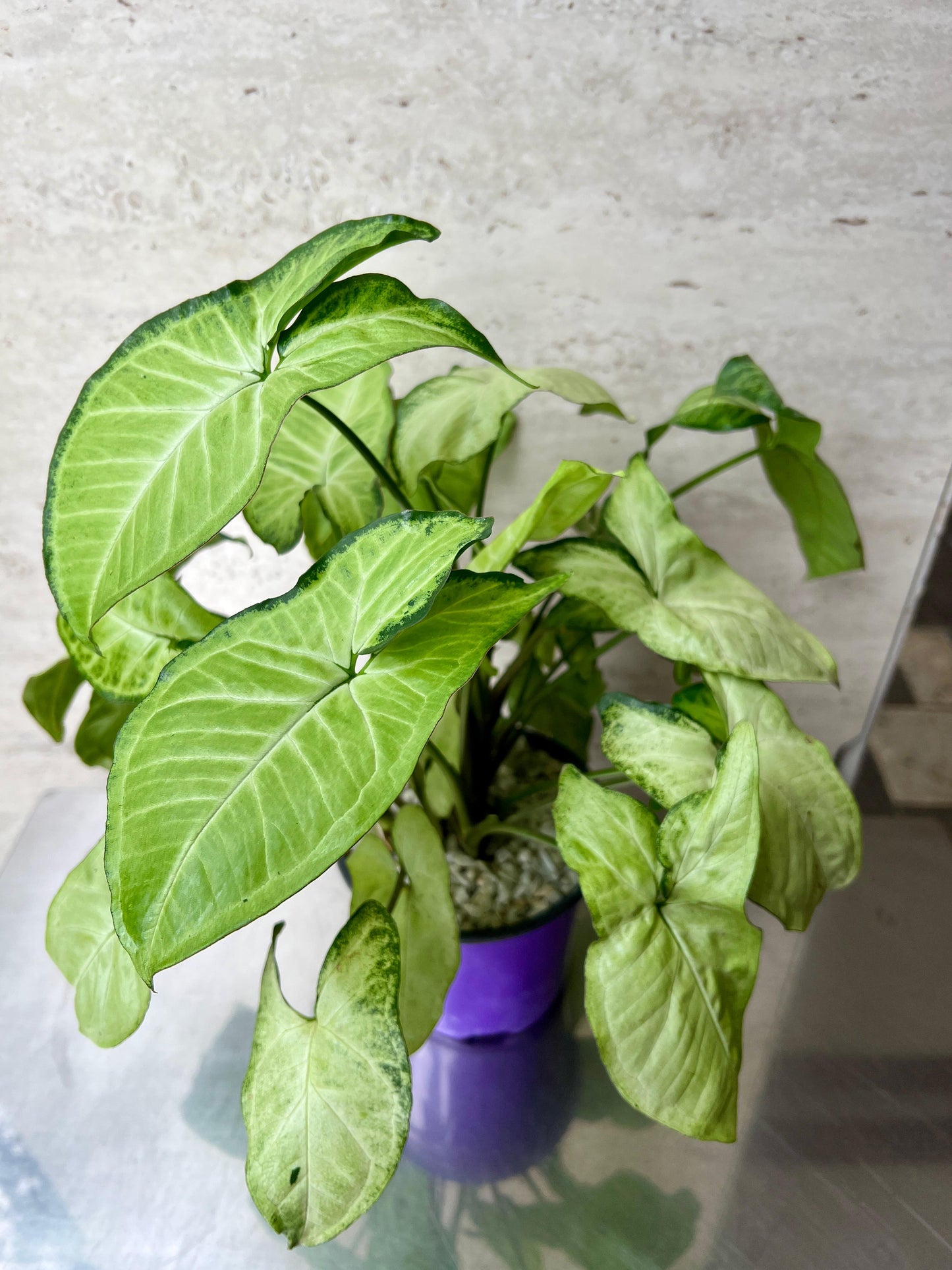 Singonio Verde