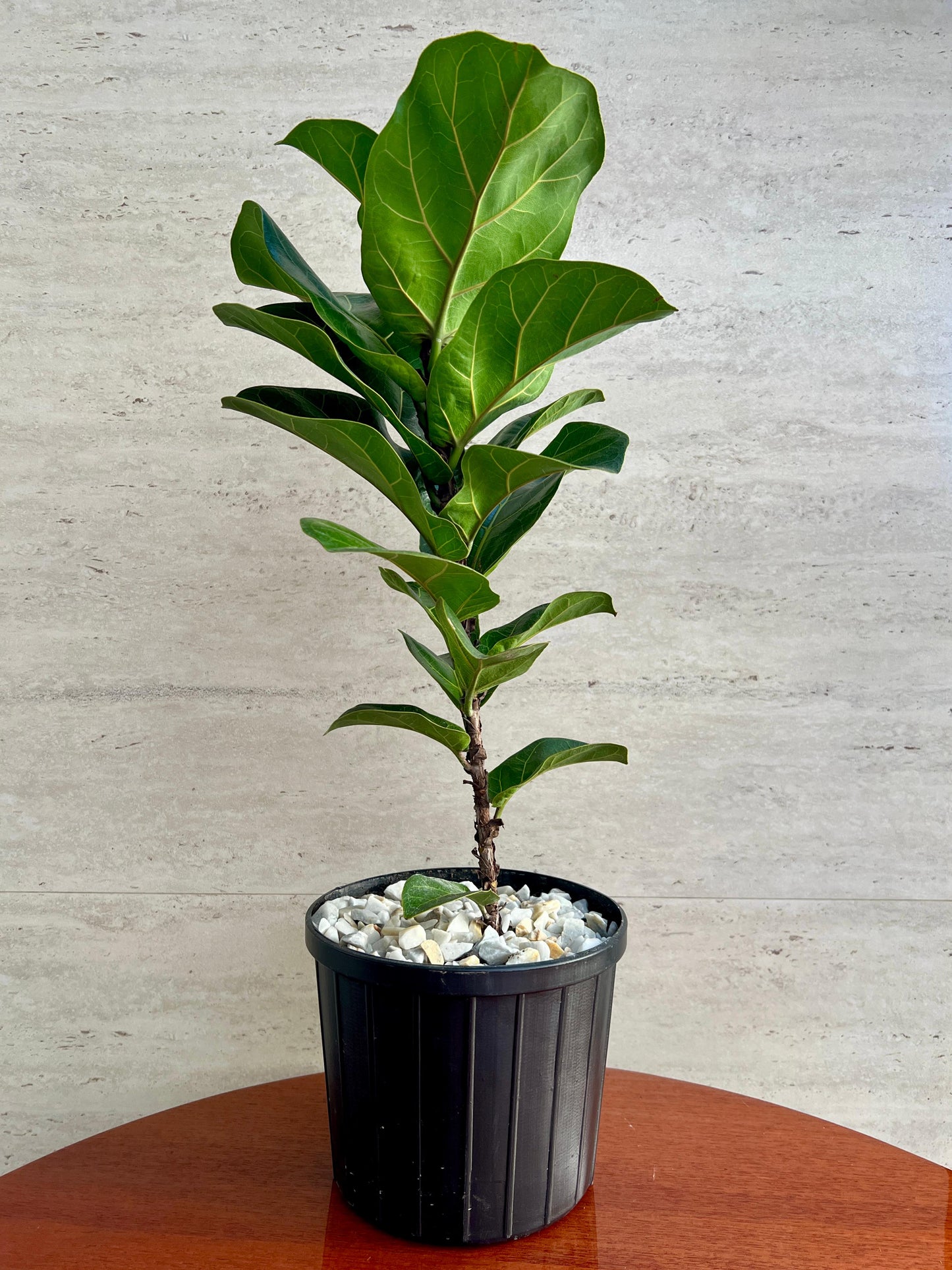 Ficus Lyrata Bambino