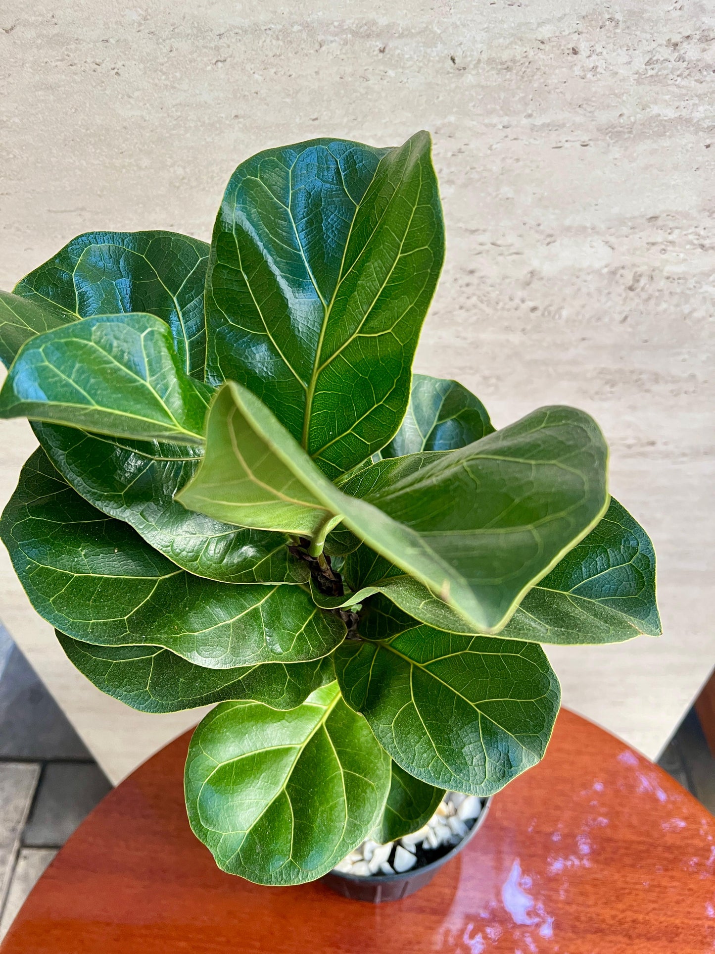 Ficus Lyrata Bambino