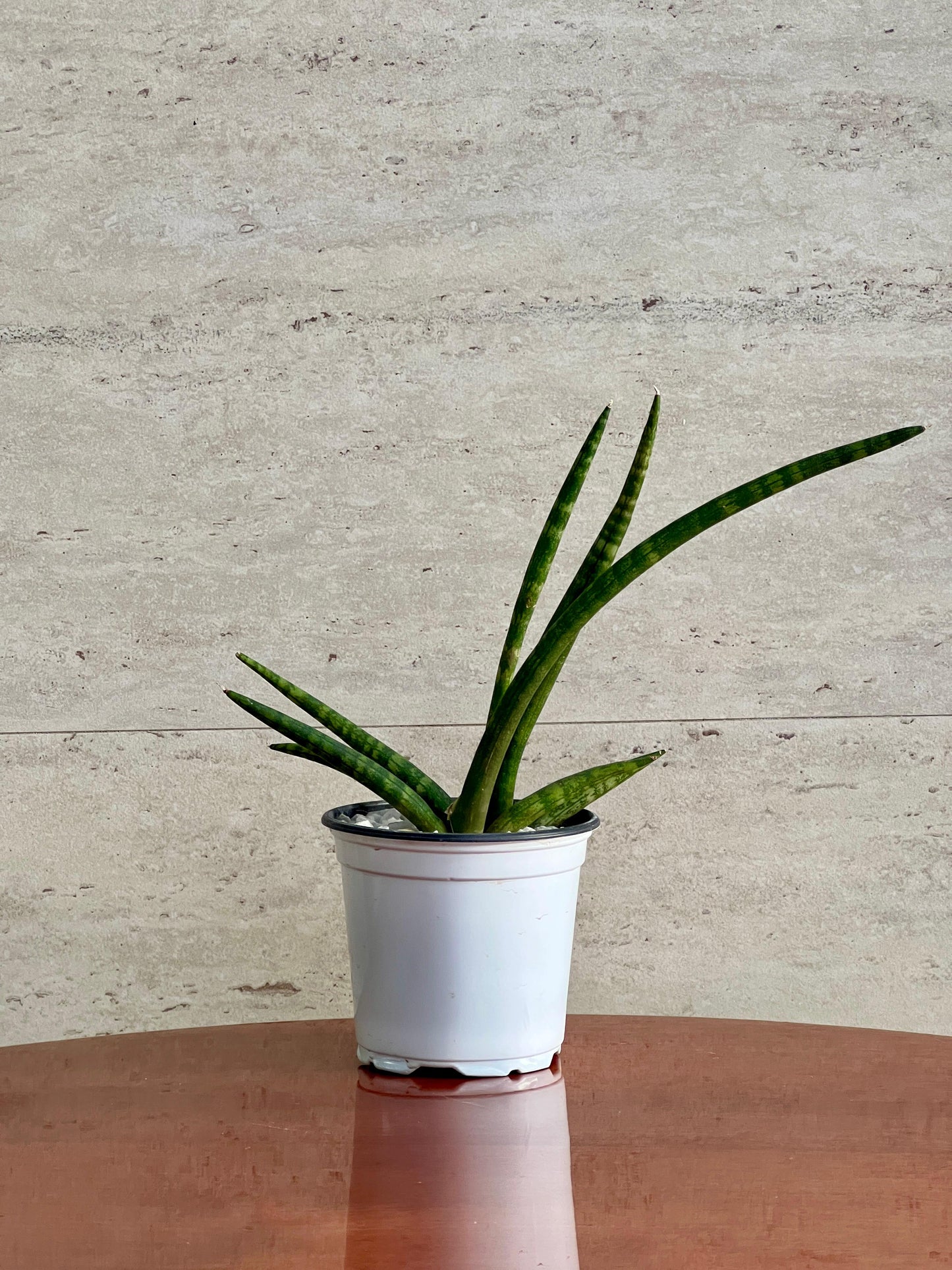 Lanza Africana