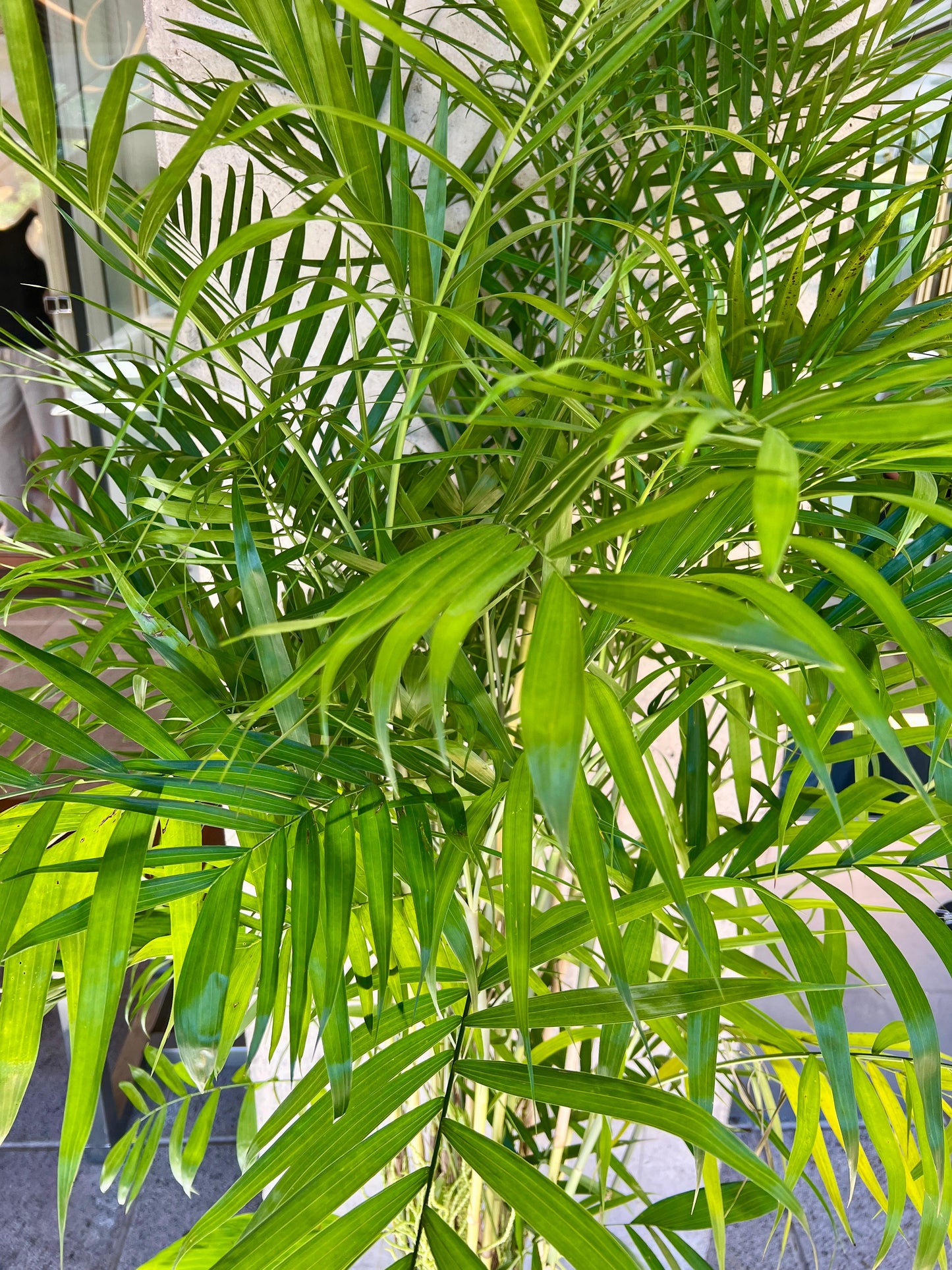 Palemera Bambu
