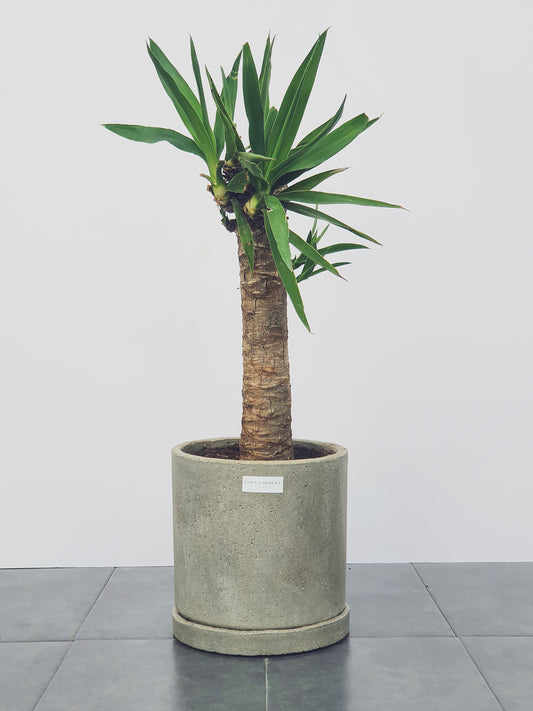 Árbol de Yucca Comun