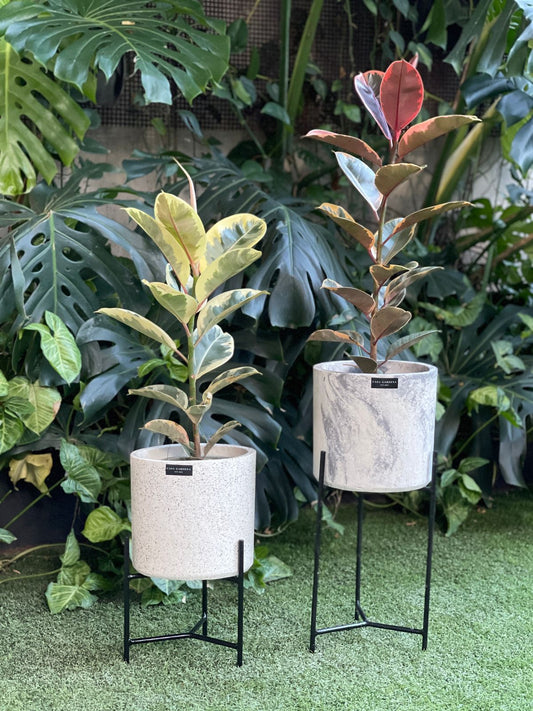 Ficus Tineke Variegado