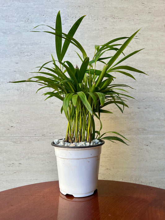 Palmera Areca