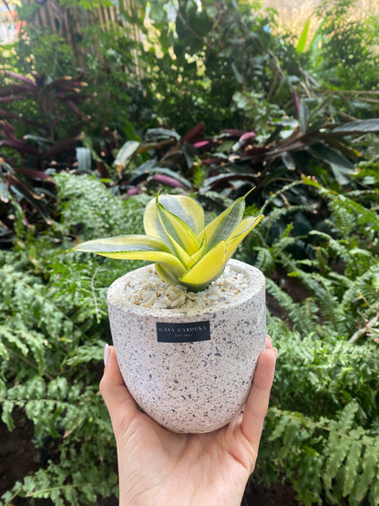 Cup