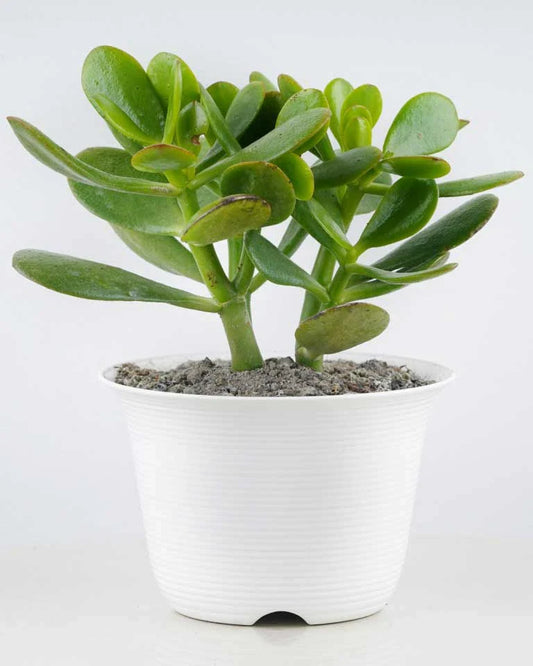 Árbol de Jade