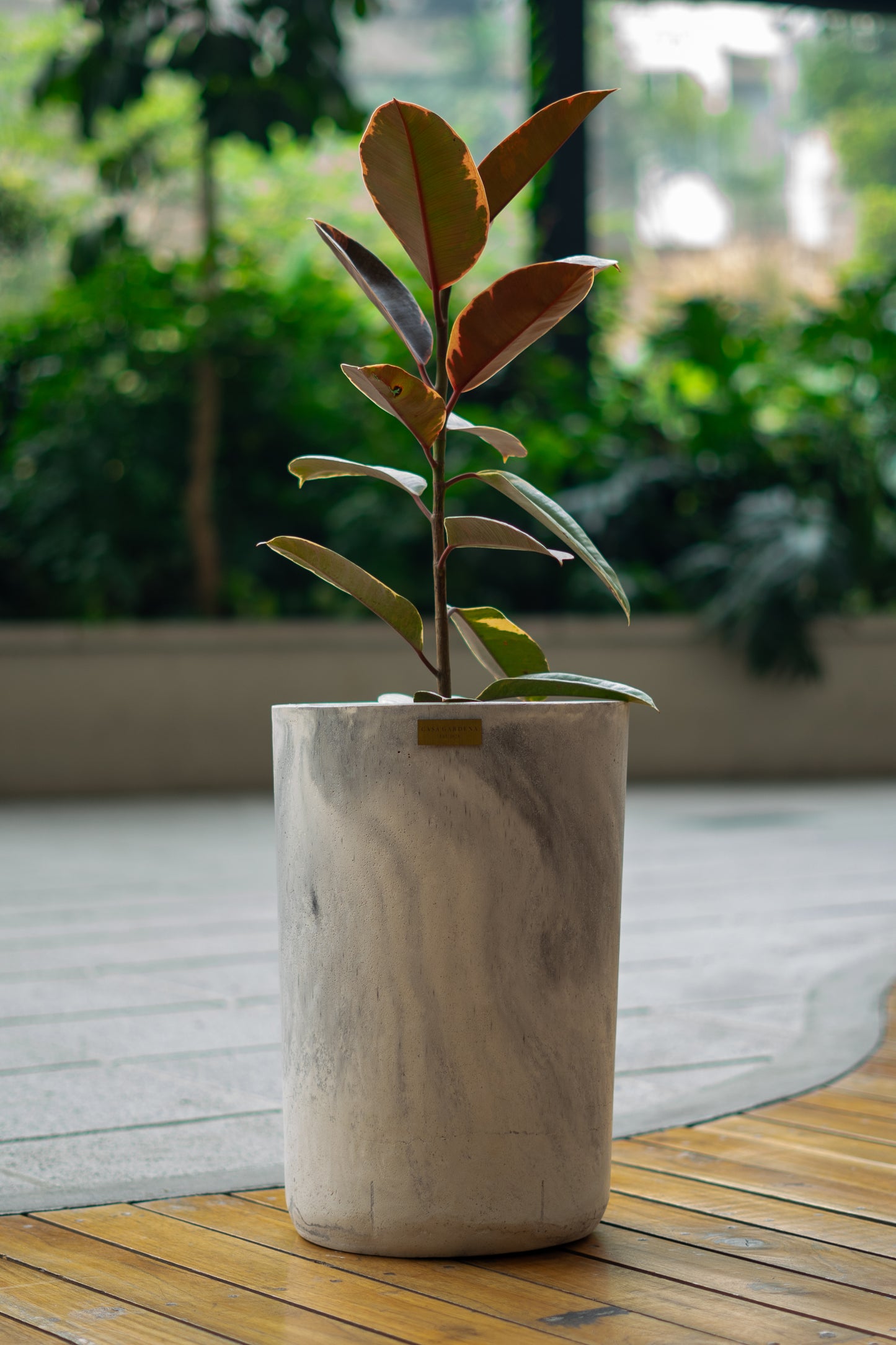 Ficus Elastica Indio