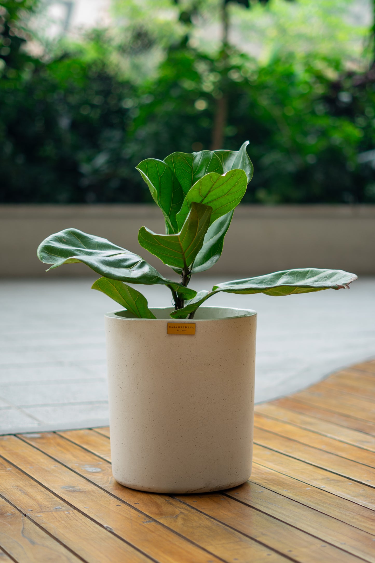 Ficus Lyrata