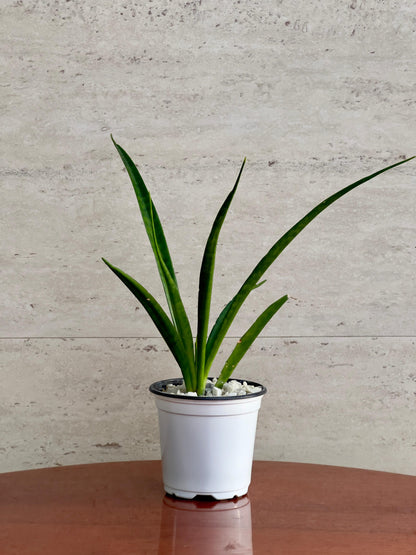 Doneri Verde
