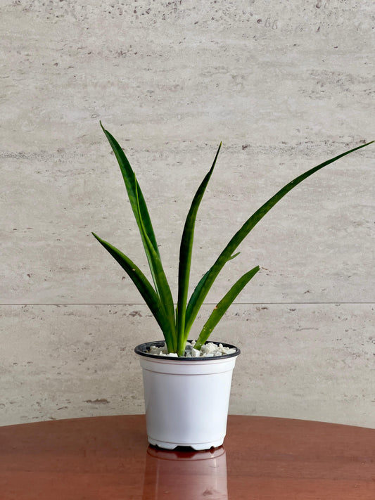 Doneri Verde