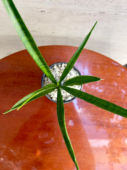 Doneri Verde