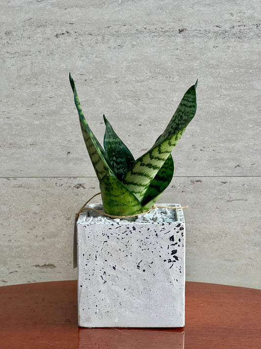Hahni Verde