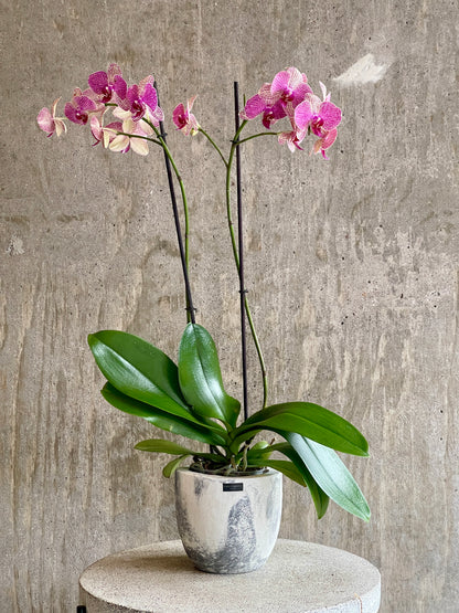 Orquídea Mariposa