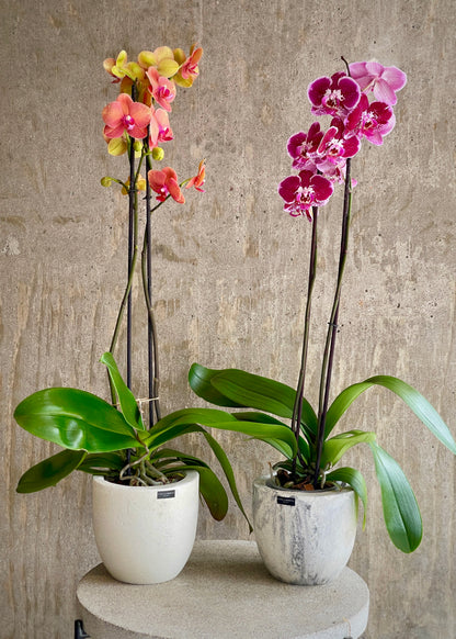 Orquídea Mariposa