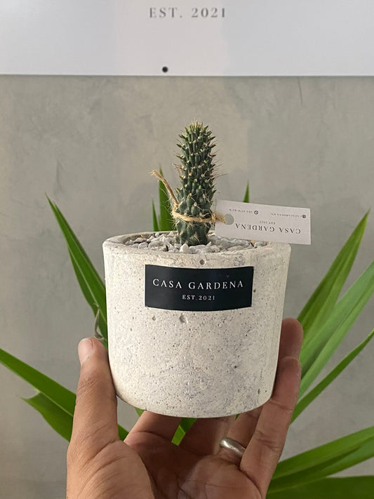 MINI POT