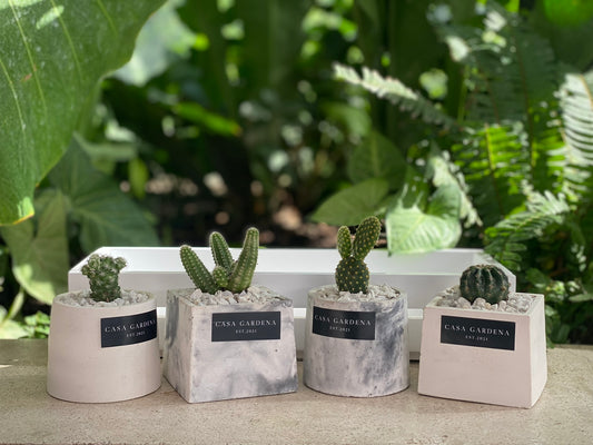 Cactus Variado