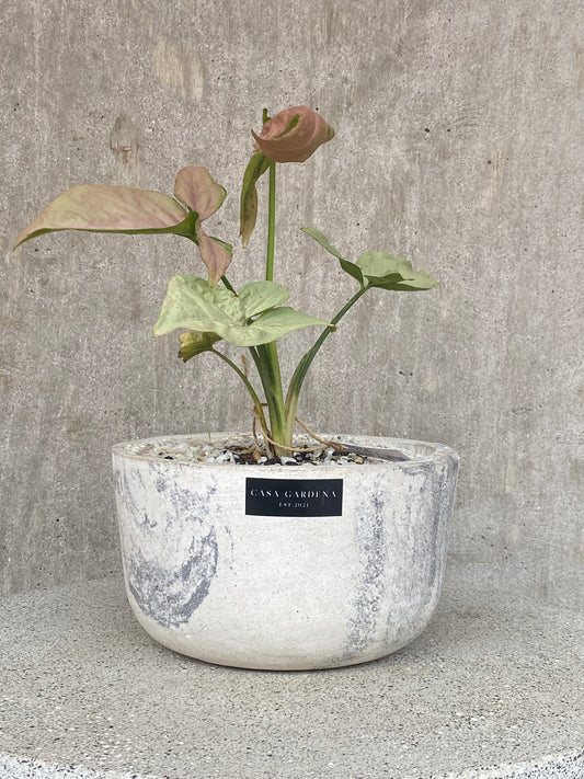 Vasto Pot