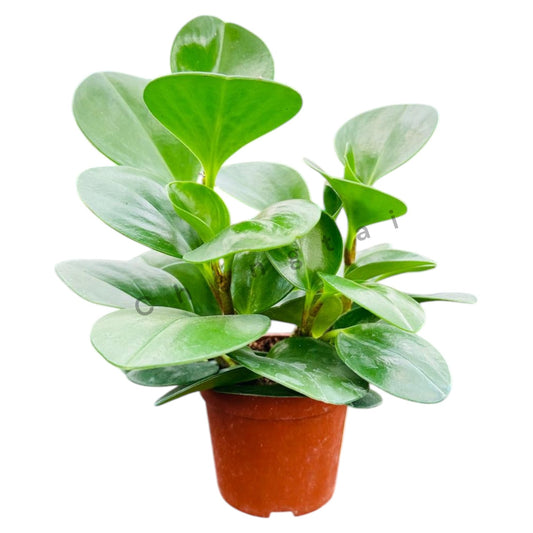 Peperomia Americana