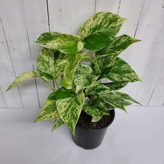 Potos Marble Queen