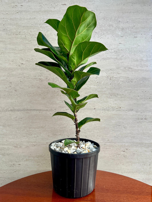 Ficus Lyrata Bambino