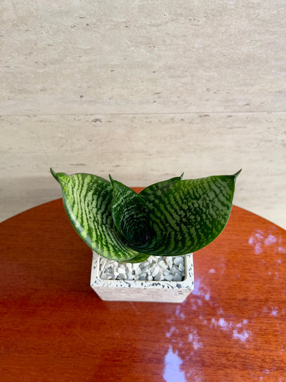Hahni Verde