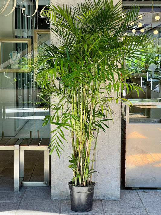 Palemera Bambu